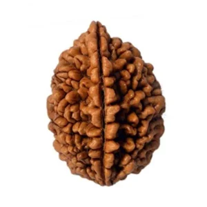 2 Mukhi Rudraksha Is The Symbol Of "Ardhanarishvara", A Combined Image Of Lord Shiva & Goddess Parvati. This Natural Rudraksha Is Extremely Rare & Special, As It Represents Shiv & Shakti Together In One Form. Two Mukhi Rudraksha Is Also Known As The Unity Rudraksha As It Brings About Unity For Its Wearer. This Natural 2 Face Rudraksha Improves Relations Between Two Individuals (Husband-Wife, Father-Son, Friends & Clients Etc.) Thereby Making Happier & Lasting Relations. This Natural Two Mukhi Rudraksha Helps In Getting Riches & Virtuous Offsprings To Couples.